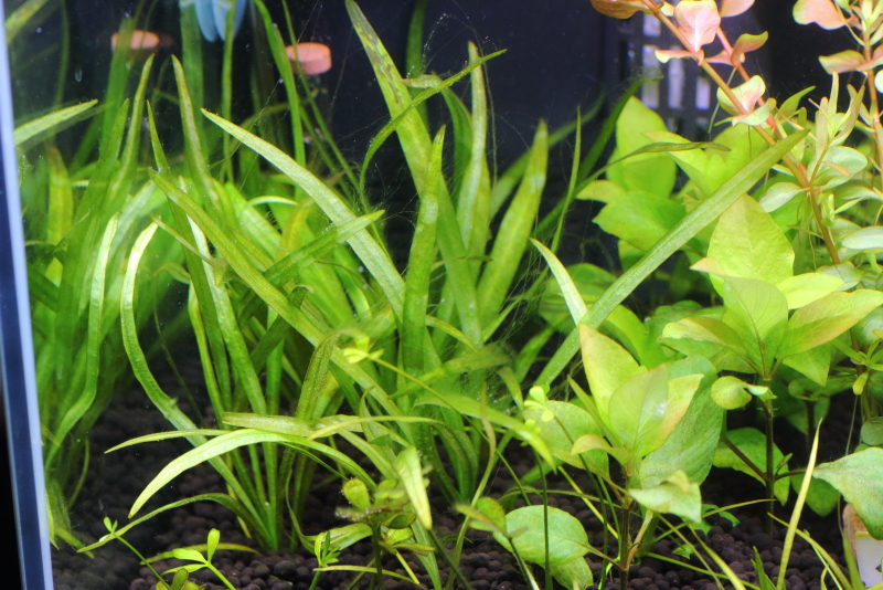 植栽から14日目　チェーンアマゾン